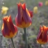 Типи та різновиди тюльпанів